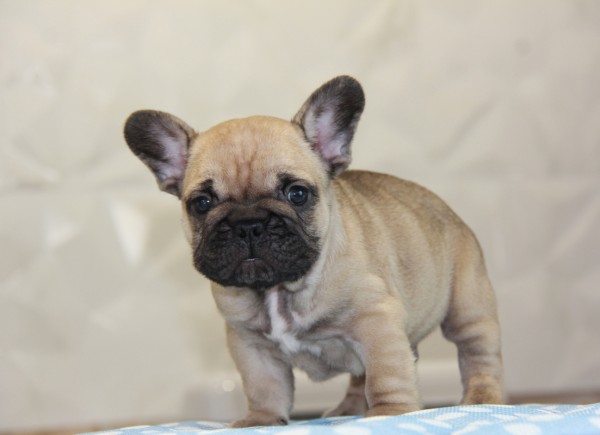 ID:FB756　French Bulldog　サムネイル