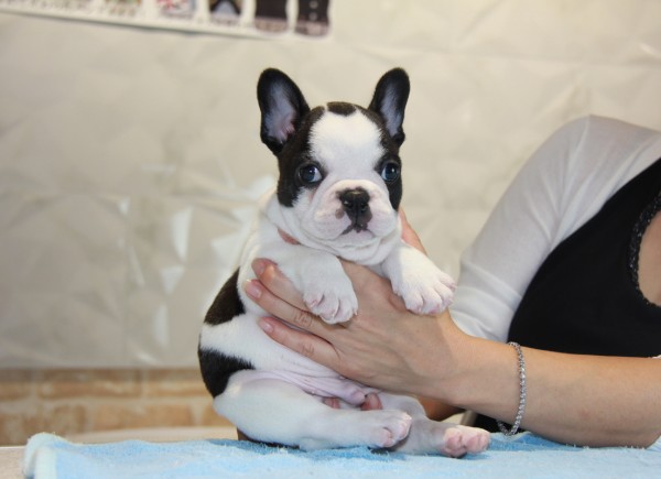 ID:FB760　French Bulldogサムネイル