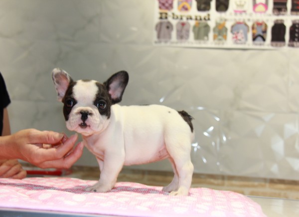 ID:FB752　French Bulldogサムネイル