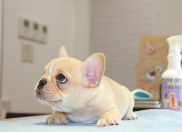 ID:FB761　French Bulldogサムネイル