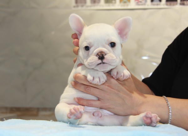 ID:FB762　French Bulldogサムネイル