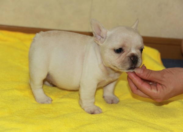 ID:FB768　French Bulldog　サムネイル