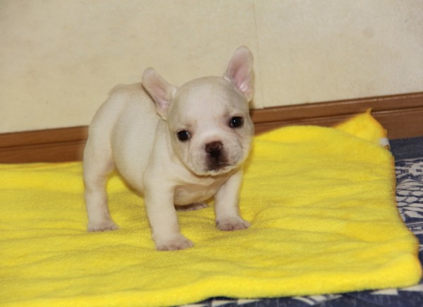 ID:FB767　French Bulldog　サムネイル