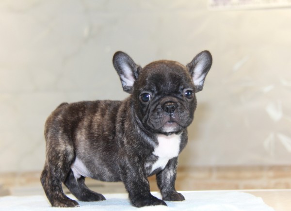 ID:FB771　French Bulldog　サムネイル