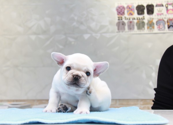 ID:FB785　French Bulldogサムネイル