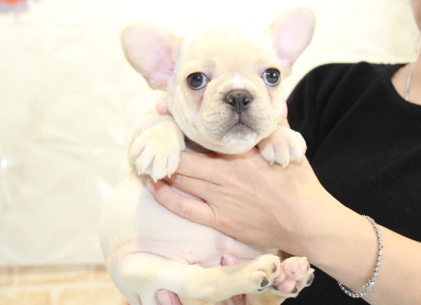 ID:FB932　French Bulldogサムネイル