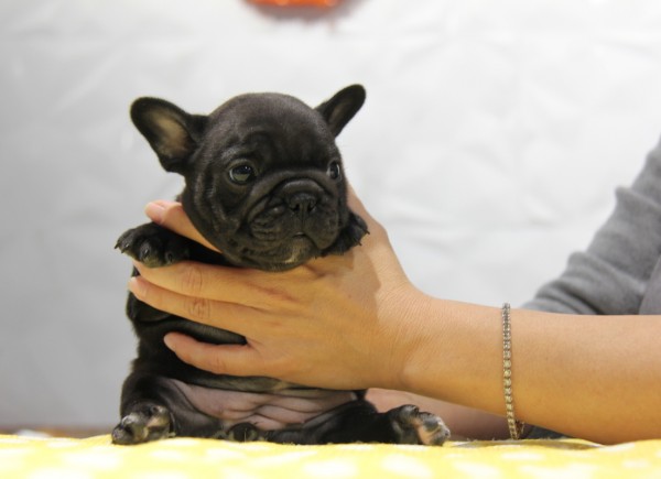 ID:FB935　French Bulldogサムネイル