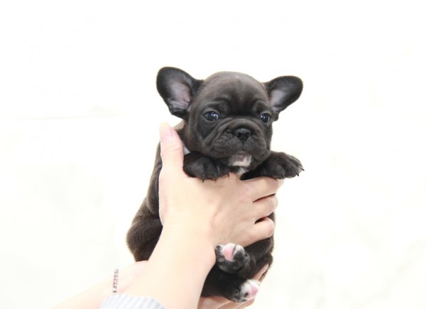 ID:FB934　French Bulldogサムネイル