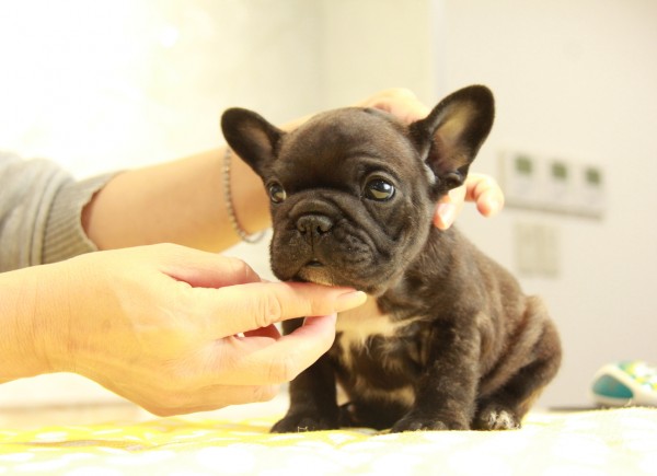 ID:FB940　French Bulldogサムネイル