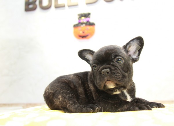 ID:FB941　French Bulldogサムネイル