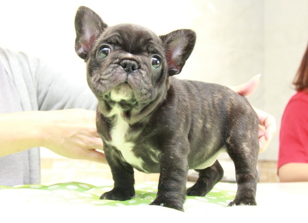 ID:FB942　French Bulldogサムネイル