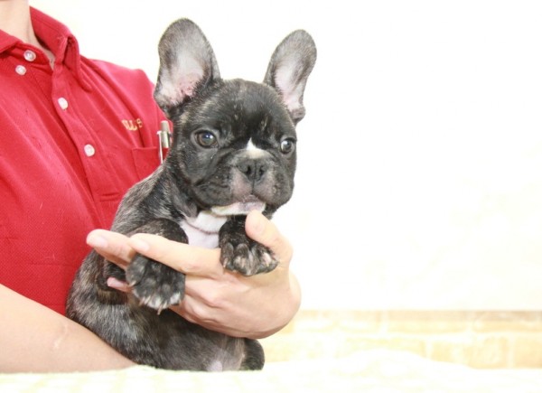 ID:FB930　French Bulldogサムネイル