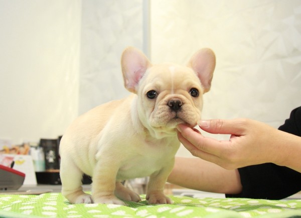 ID:FB945　French Bulldogサムネイル