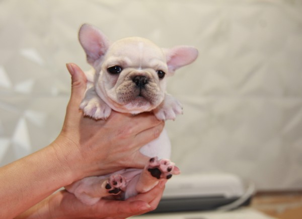 ID:FB834　French Bulldog　サムネイル