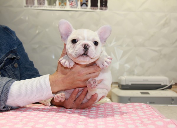 ID:FB831　French Bulldogサムネイル