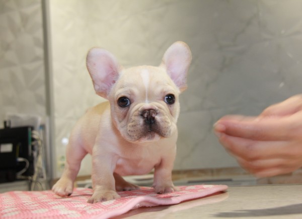 ID:FB830　French Bulldogサムネイル