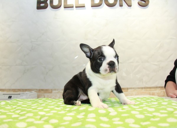 ID:BT279　Boston Terrierサムネイル