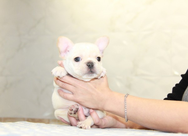 ID:FB954　French Bulldogサムネイル