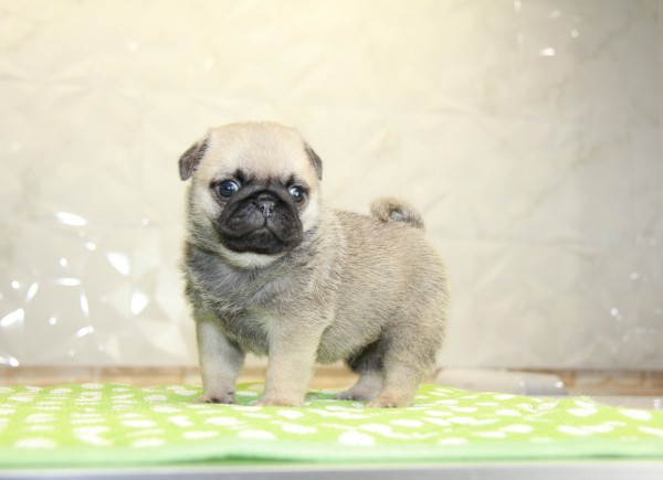 ID:PG496　PUGサムネイル