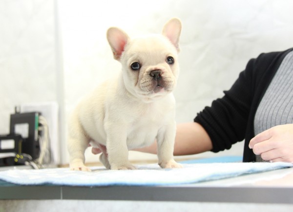 ID:FB959　French Bulldogサムネイル