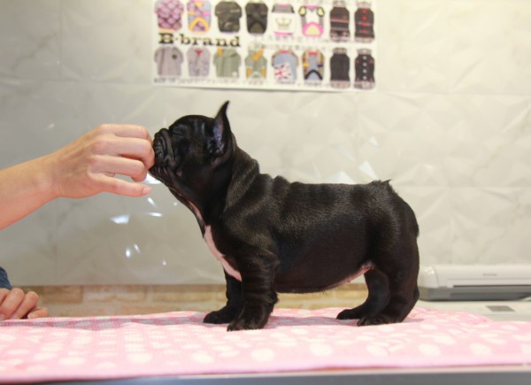 ID:FB833　French Bulldog　サムネイル