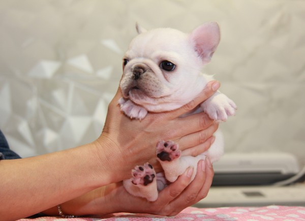 ID:FB835　French Bulldogサムネイル