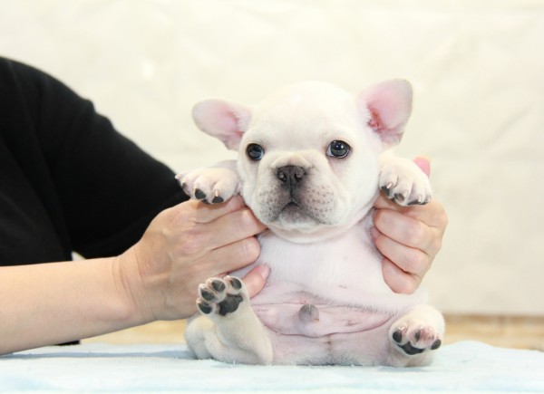 ID:FB950　French Bulldogサムネイル