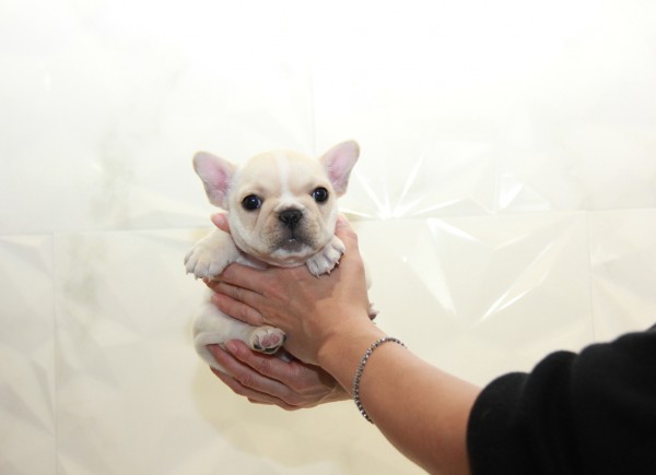 ID:FB951　French Bulldogサムネイル