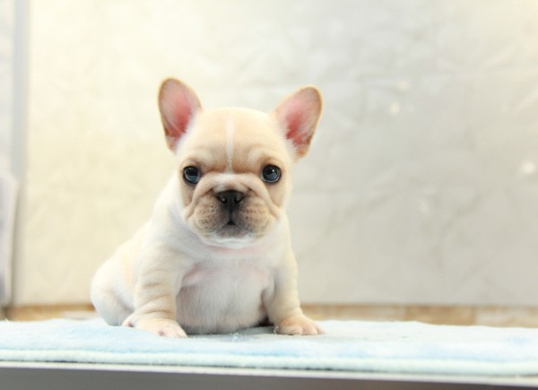 ID:FB953　French Bulldogサムネイル