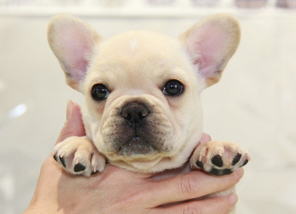 ID:FB836　French Bulldog　サムネイル