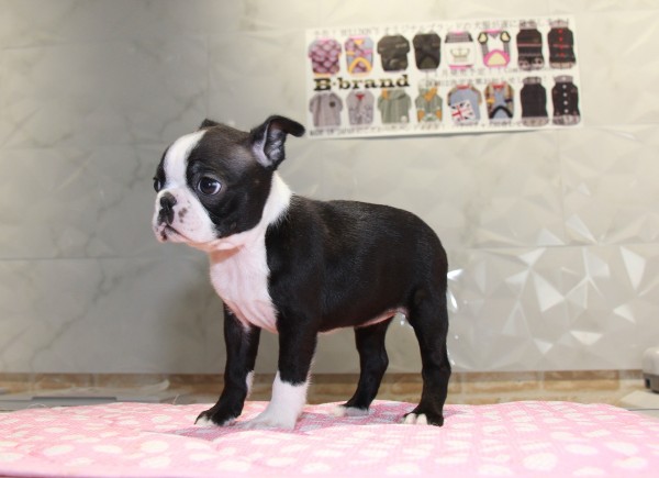 ID:BT237 Boston Terrierサムネイル