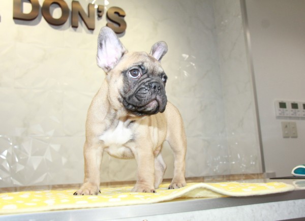 ID:FB960　French Bulldogサムネイル