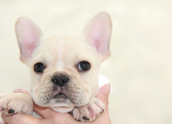 ID:FB963　French Bulldogサムネイル