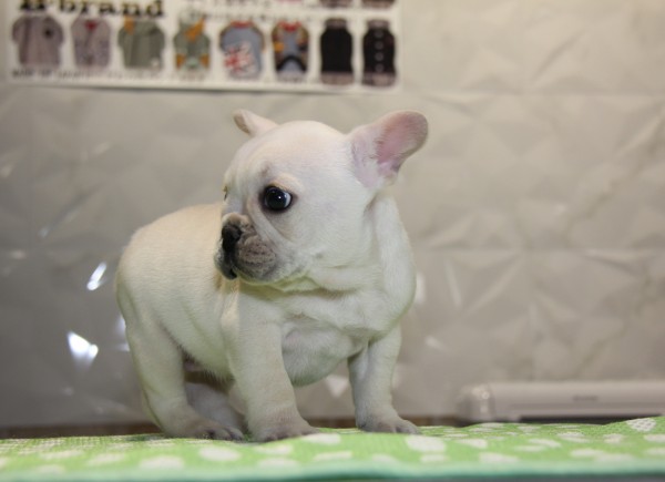 ID:FB821　French Bulldog　サムネイル