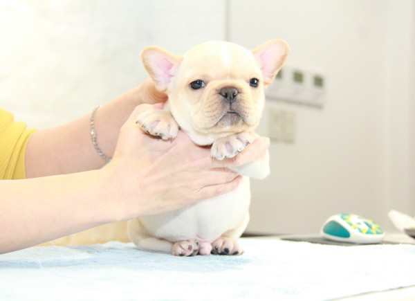 ID:FB964　French Bulldogサムネイル