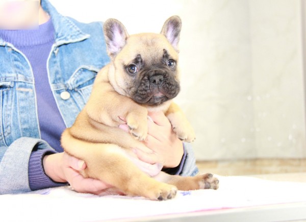 ID:FB968　French Bulldogサムネイル