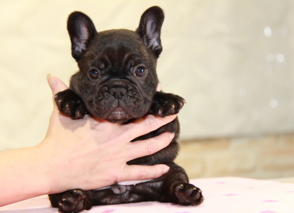 ID:FB966　French Bulldogサムネイル