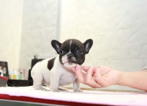 ID:FB969　French Bulldogサムネイル