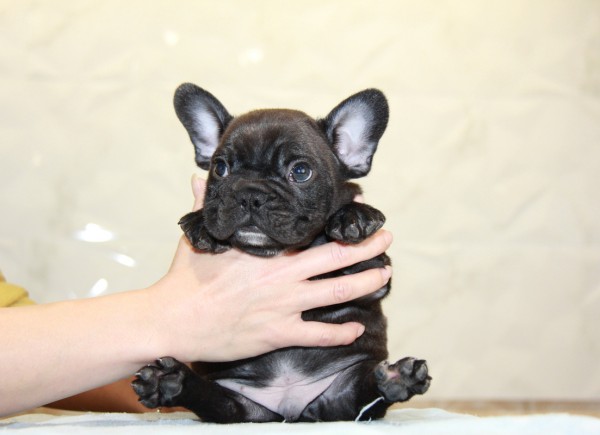 ID:FB961　French Bulldogサムネイル