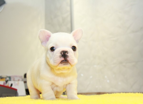 ID:FB970　French Bulldogサムネイル
