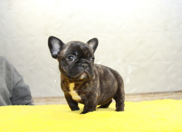 ID:FB971　French Bulldogサムネイル