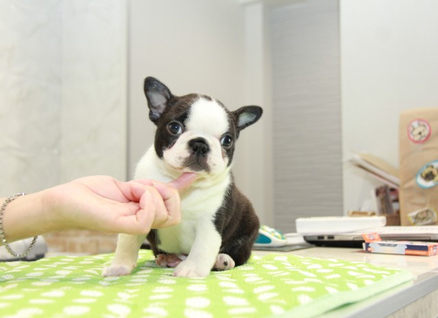 ID:BT278　Boston Terrierサムネイル