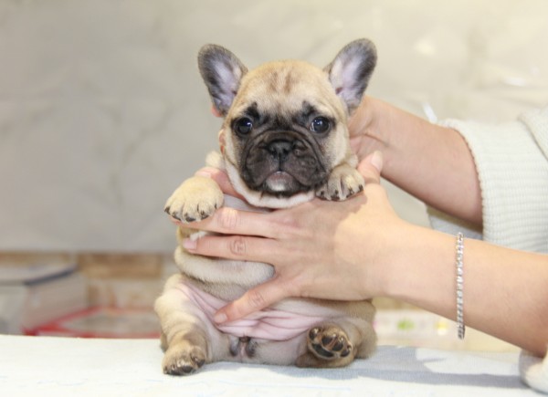 ID:FB843　French Bulldogサムネイル