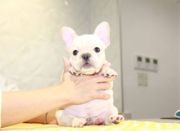 ID:FB955　French Bulldogサムネイル