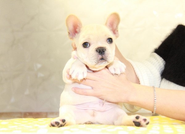 ID:FB958　French Bulldogサムネイル