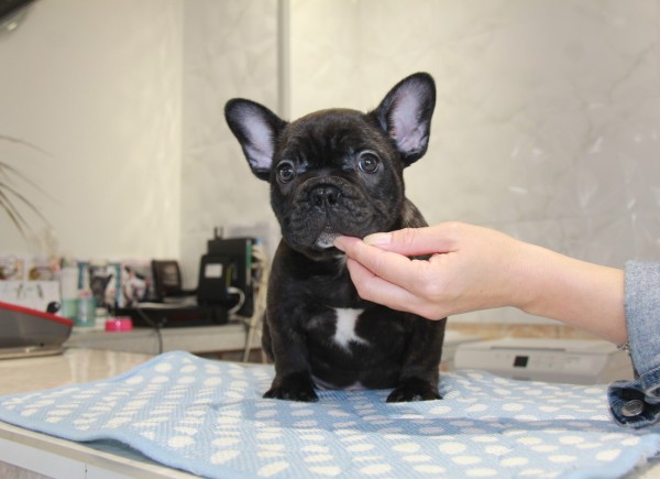 ID:FB851　French Bulldog　サムネイル