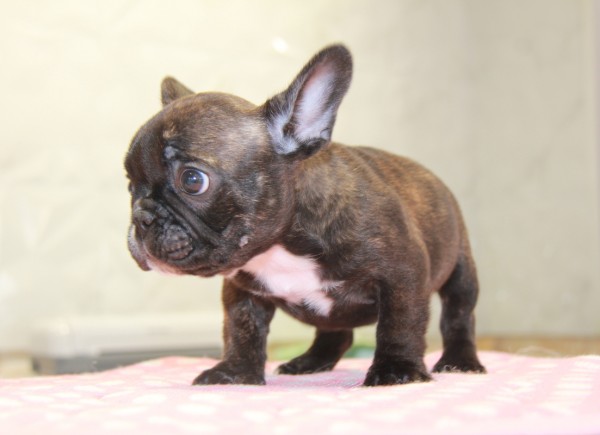 ID:FB853　French Bulldog　サムネイル