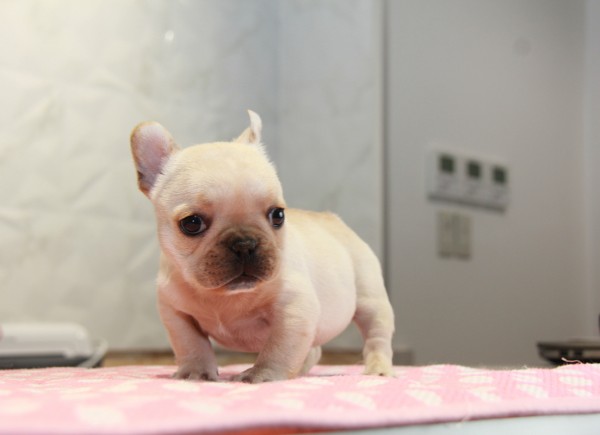 ID:FB844　French Bulldogサムネイル