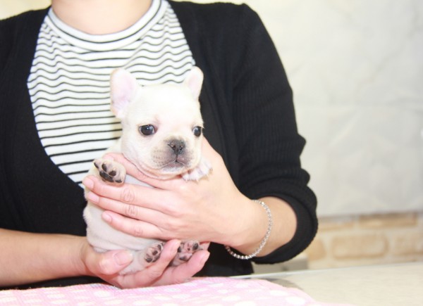 ID:FB845　French Bulldogサムネイル