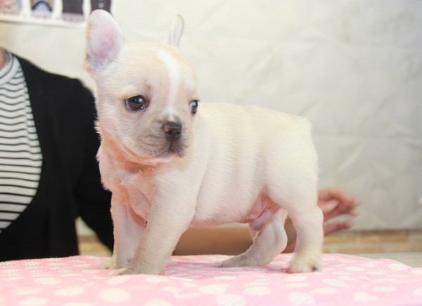 ID:FB846　French Bulldogサムネイル